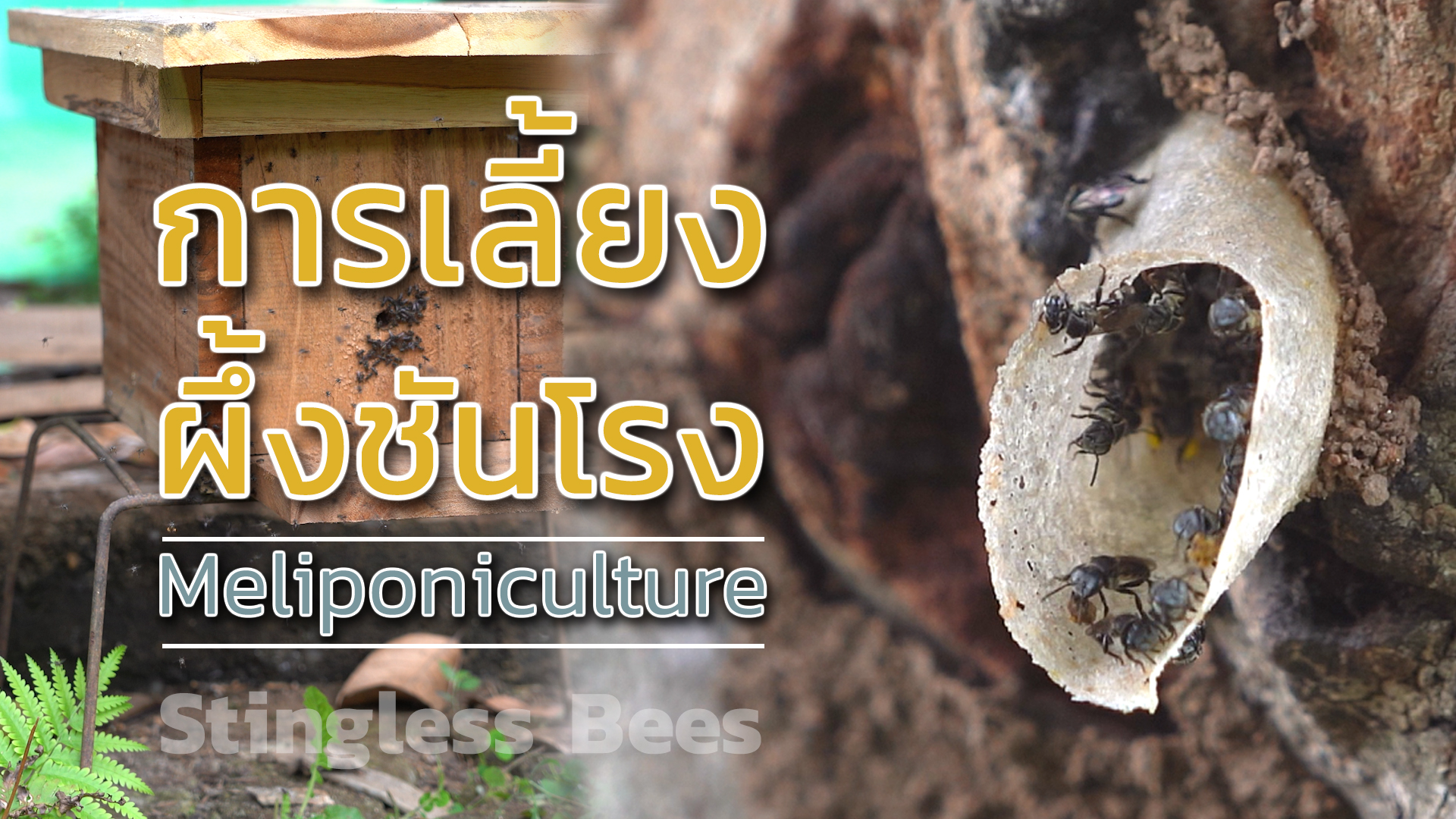การเลี้ยงผึ้งชันโรง | Meliponiculture 00110