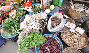 การอนุรักษ์ความหลากหลายและการใช้ประโยชน์อย่างยั่งยืนของพรรณพืชป่าพื้นเมืองของไทย | The conservation and sustainable use of native Thai plants 00346