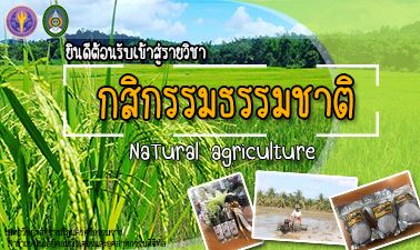 กสิกรรมธรรมชาติ | Natural agriculture 00398